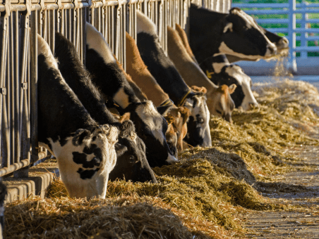 Why Farm-Fresh Dairy is Better Than Packaged Dairy Products